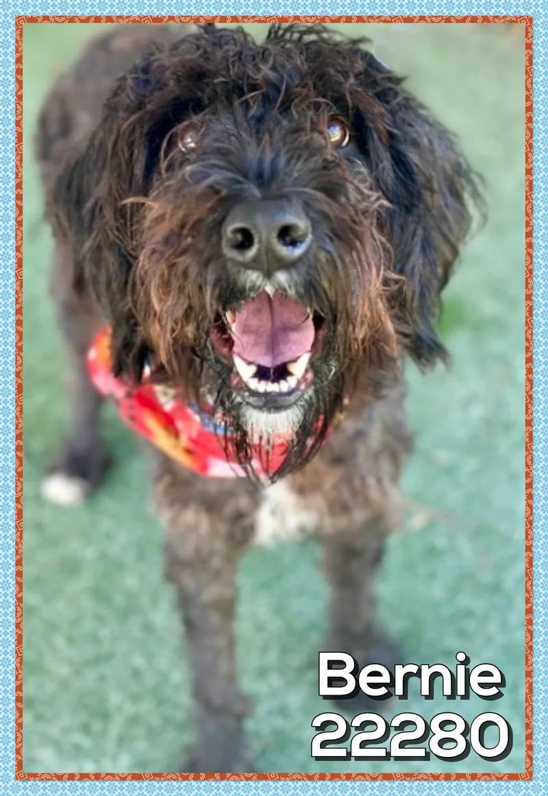 Bernie thumbnail 2