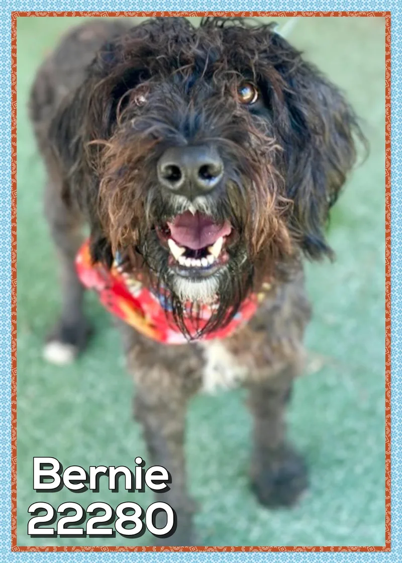 Bernie thumbnail 3