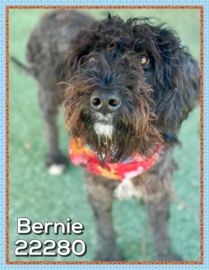 Bernie thumbnail 5