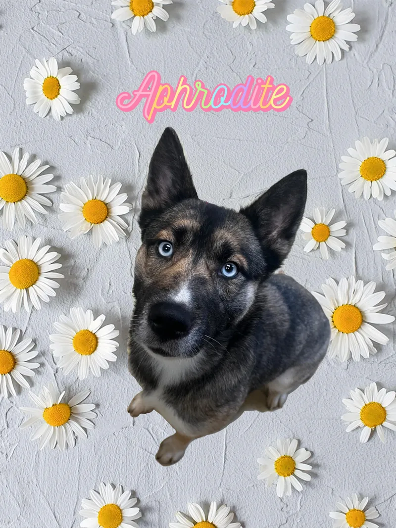 Aphrodite