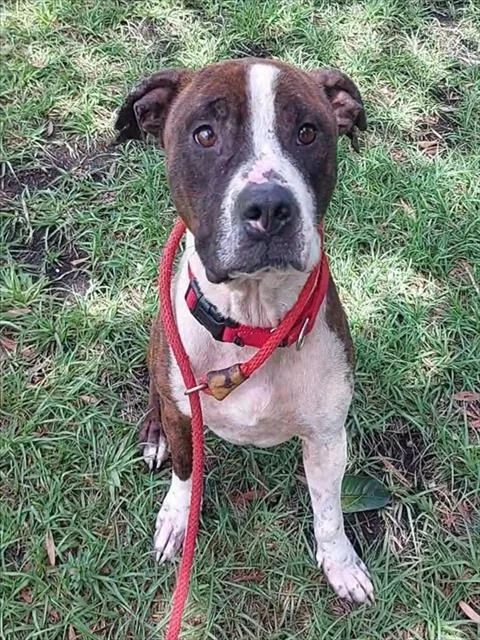 An adult large-sized male American Staffordshire Terrier dog named Scrappy for adoption in Fort Lauderdale, FL