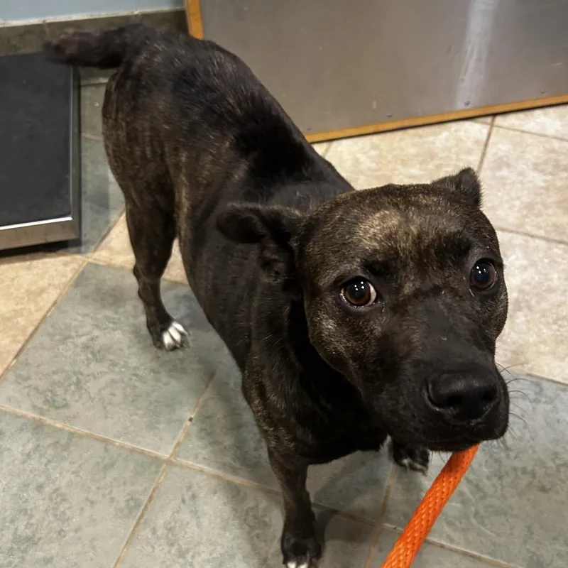 An adult medium-sized female Brindle Mixed Breed dog named Dela for adoption in Chattanooga, TN