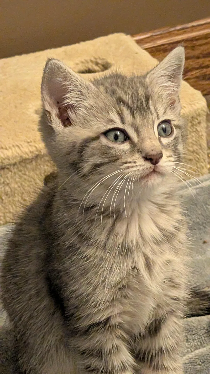 Linus