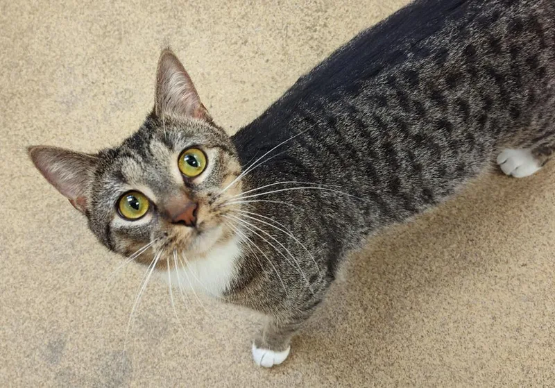 A young small-sized female Domestic Short Hair cat named Panini for adoption in Grand Forks, ND