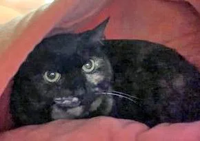 An adult medium-sized female Domestic Short Hair cat named Miss Mocha for adoption in Fishers, IN