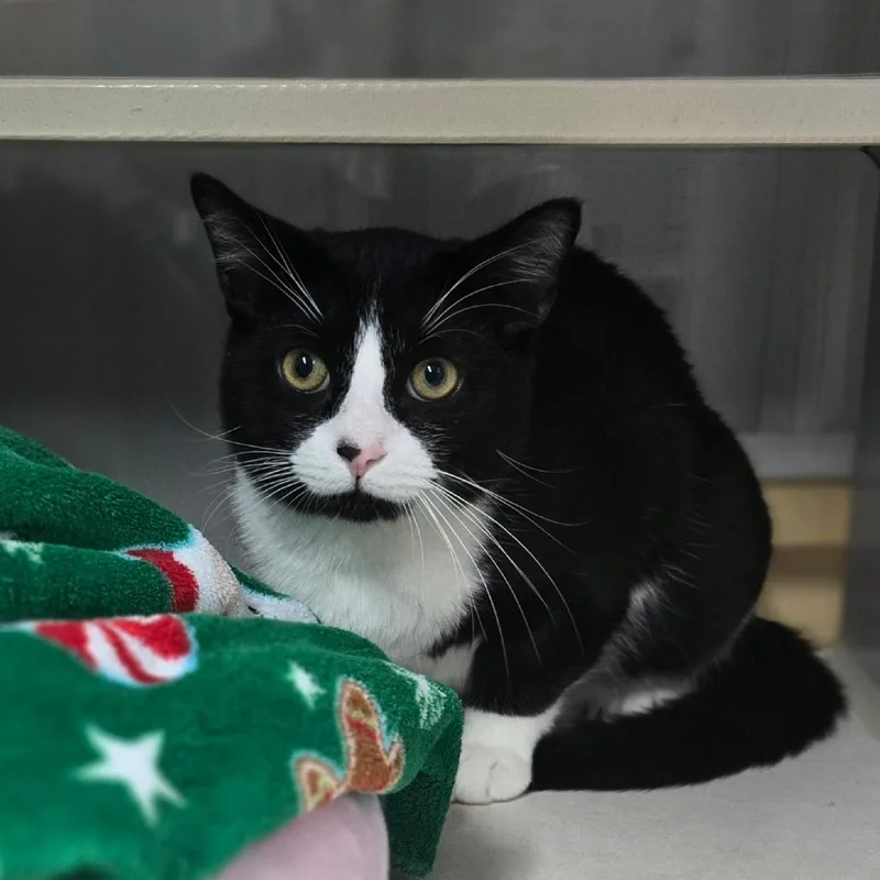 An adult small-sized male Black Domestic Short Hair cat named Alfred for adoption in Lexington, SC
