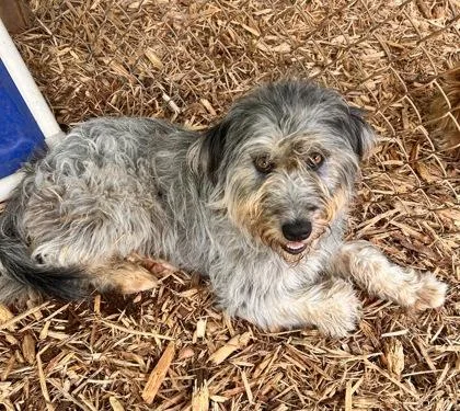 A young medium-sized male Standard Poodle dog named Gonzo for adoption in Cumming, GA