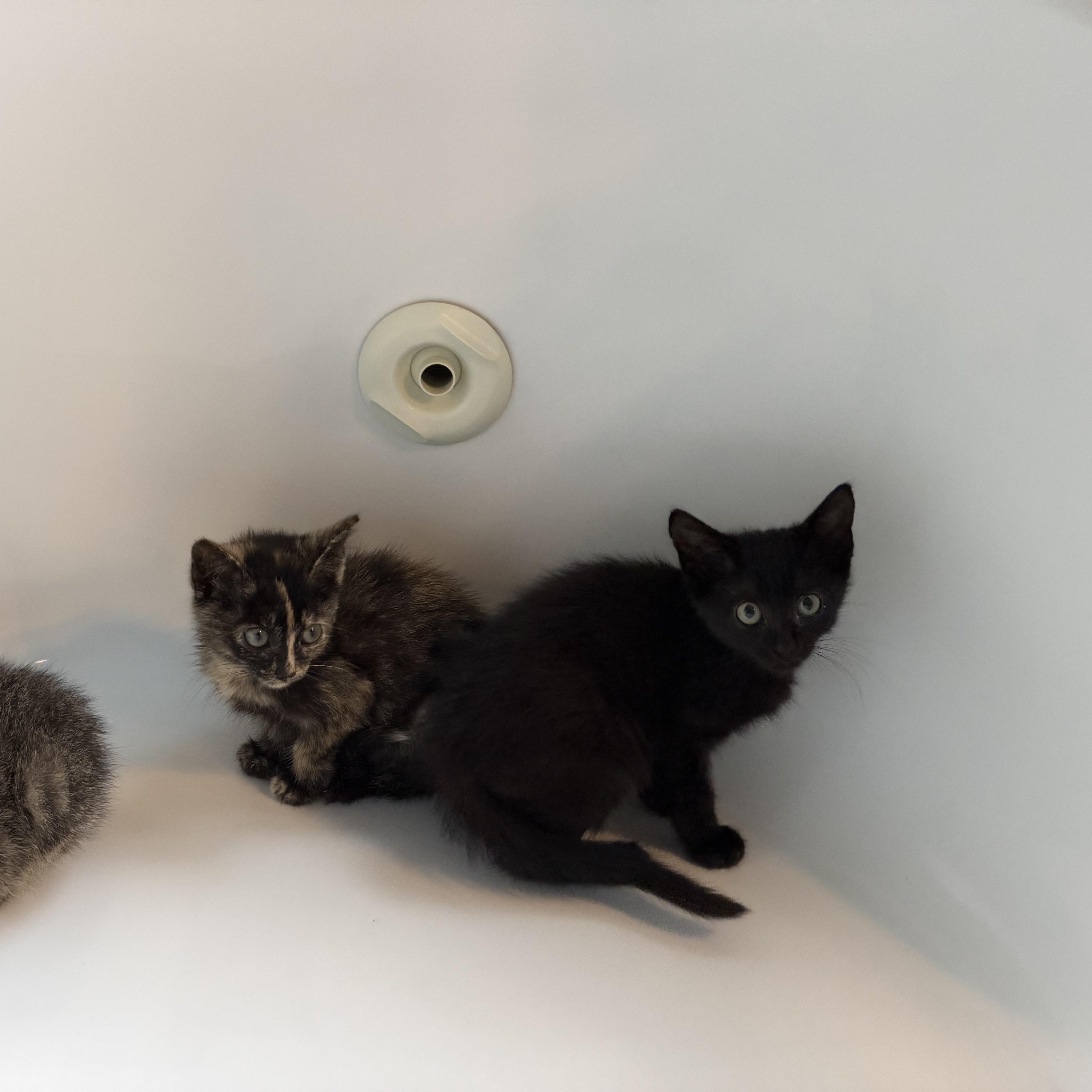 A baby small-sized female Black Domestic Short Hair cat named Spooky Lucy for adoption in Wanaque, NJ