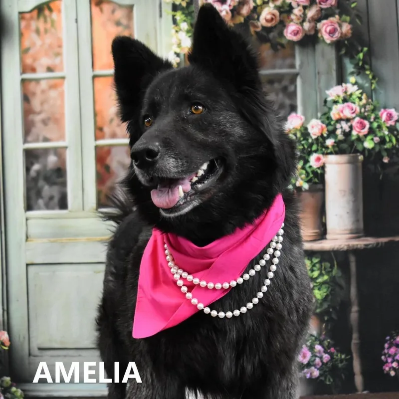Amelia