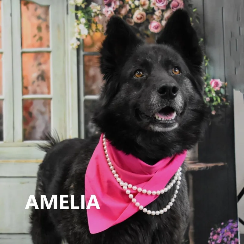 Amelia thumbnail 2