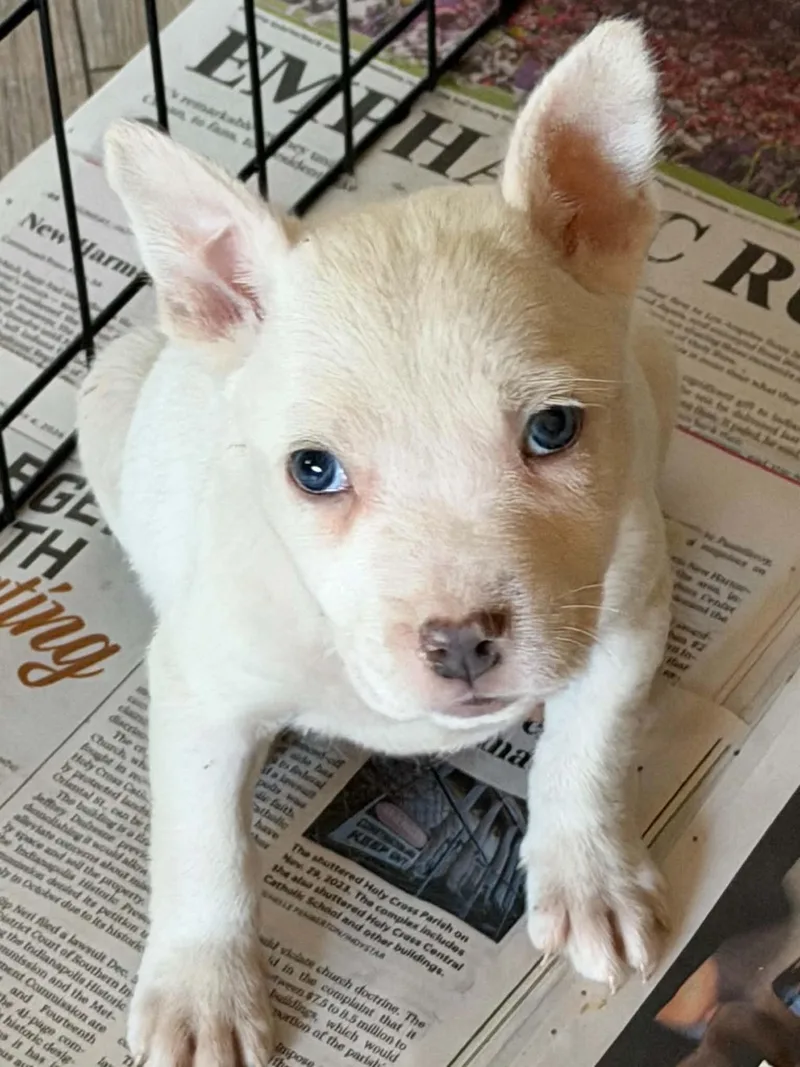 A baby medium-sized female Husky dog named Brew for adoption in Indianapolis, IN