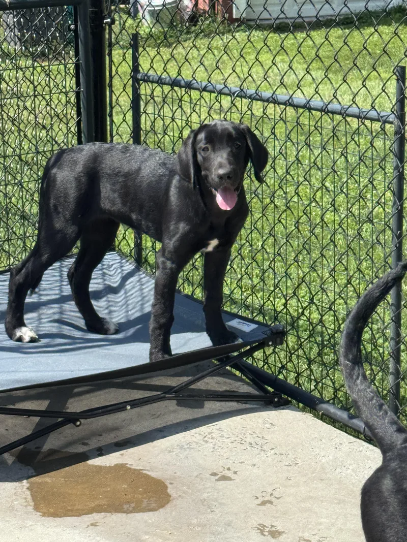 Penelope
