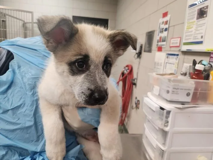 A baby small-sized female Mixed Breed dog named Zara for adoption in Santa Fe, NM