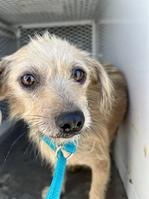 A young small-sized female Terrier dog named Dustina for adoption in Bakersfield, CA