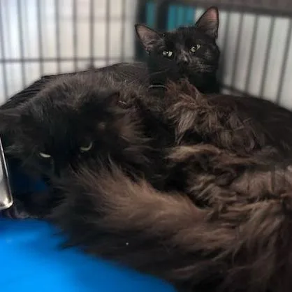 A senior large-sized male Black Domestic Long Hair cat named Wolfie for adoption in Davenport, IA