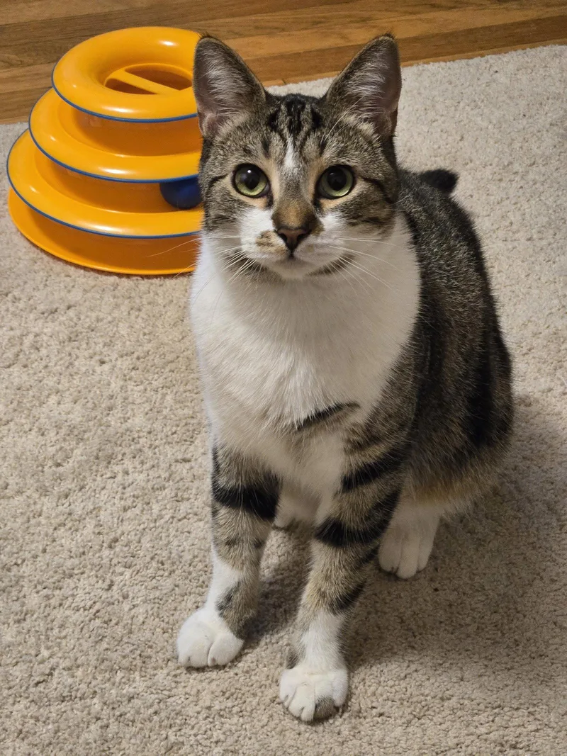 A young medium-sized male Tabby cat named JOURNEY Offered for adoption in Hillsboro, OR