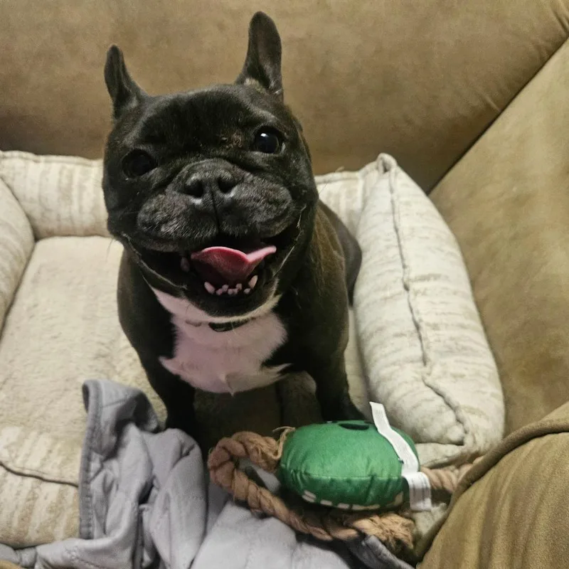 An adult small-sized male Brindle French Bulldog dog named Payton for adoption in Springfield, MO