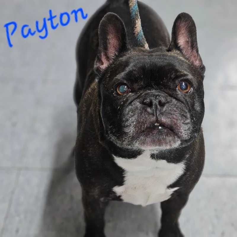 Payton thumbnail 3