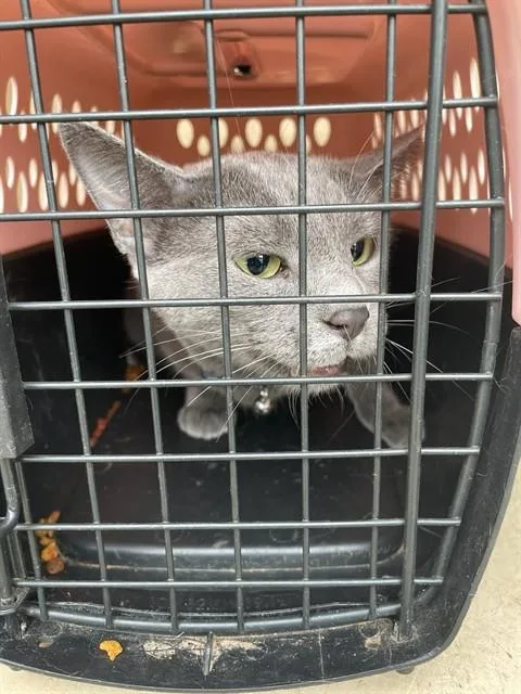 An adult small-sized female Russian Blue cat named Zoey for adoption in Oklahoma City, OK