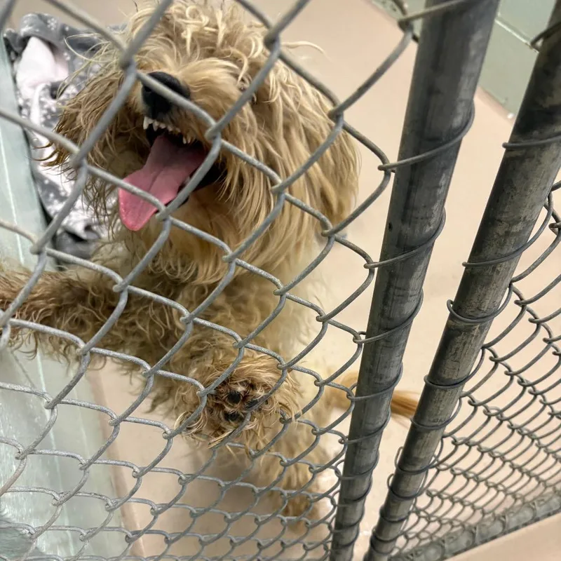 A young small-sized male Yellow / Tan / Blond / Fawn Maltese dog named Grogu for adoption in Newark, NJ