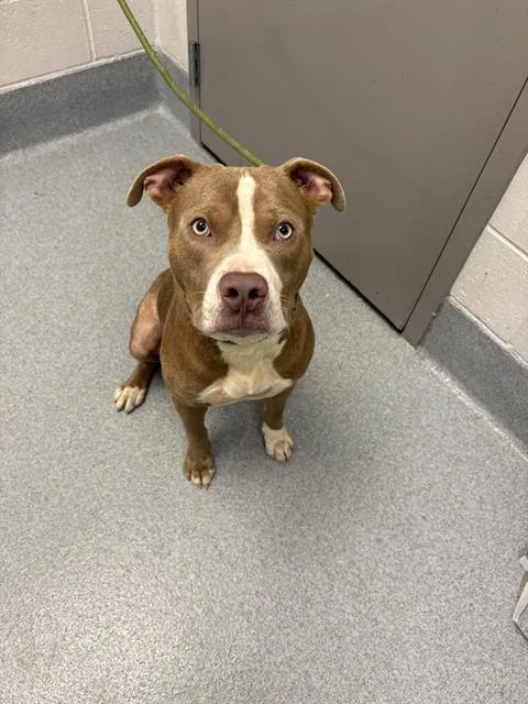 An adult large-sized male Pit Bull Terrier dog named Cypher for adoption in Indianapolis, IN