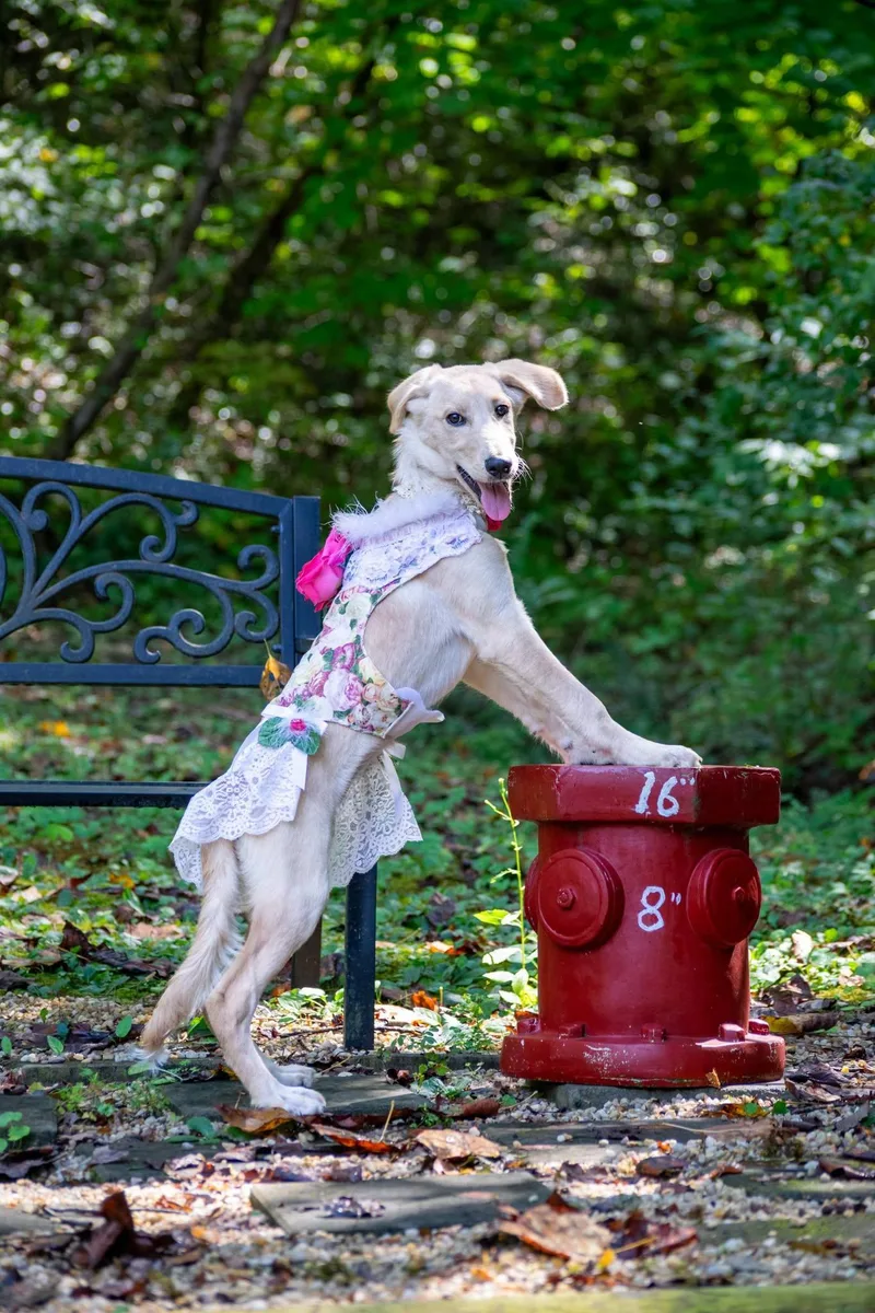 A baby small-sized female Retriever dog named Equinox for adoption in Sevierville, TN