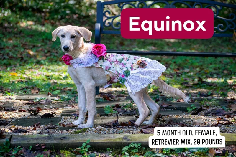 Equinox thumbnail 4
