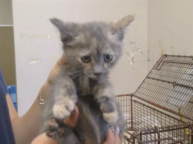 A baby small-sized female Domestic Short Hair cat named Terra for adoption in Sacramento, CA