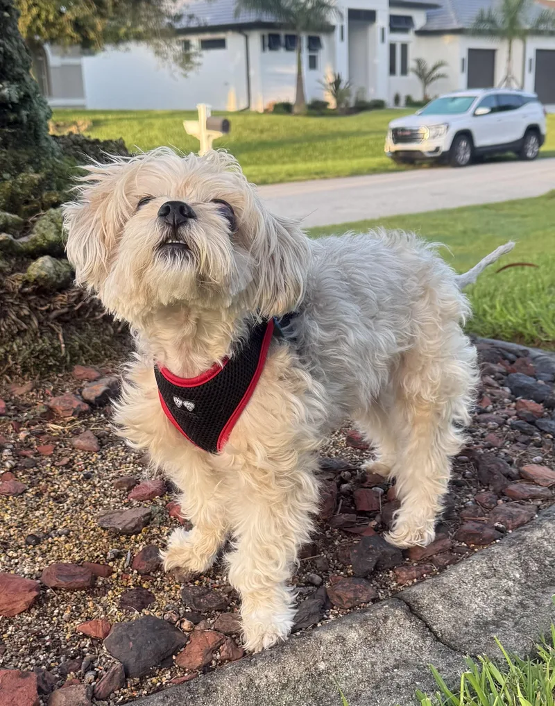 Gio