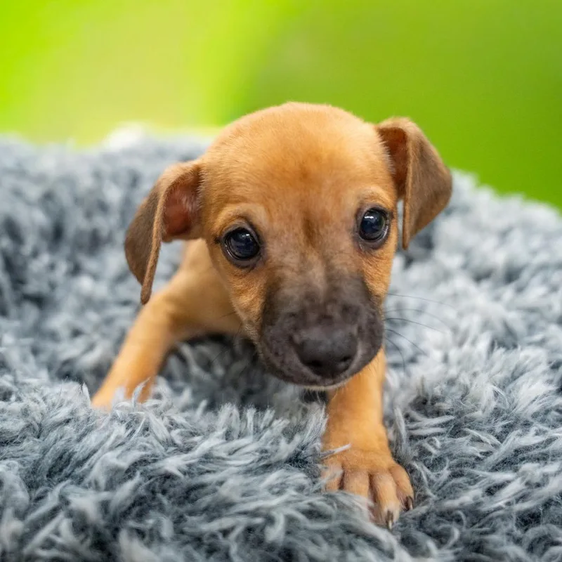 A baby medium-sized male Terrier dog named Brown Recluse for adoption in Gainesville, GA