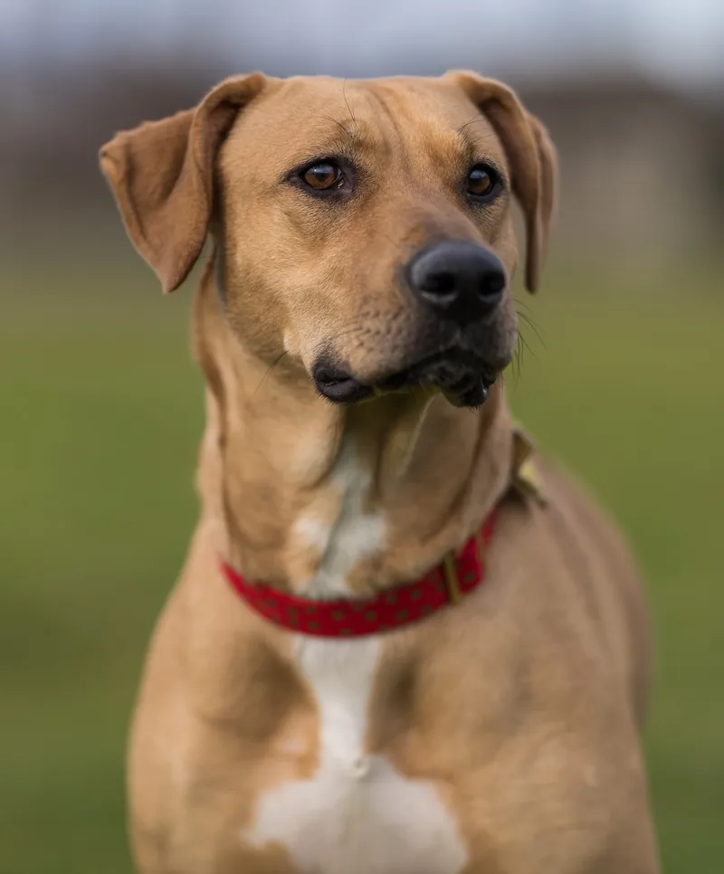 A young large-sized female Apricot / Beige Labrador Retriever dog named Asuna for adoption in Richland, WA