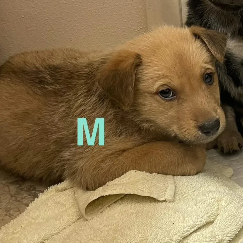 A baby medium-sized male Apricot / Beige Shepherd dog named Michelangelo for adoption in Tacoma, WA