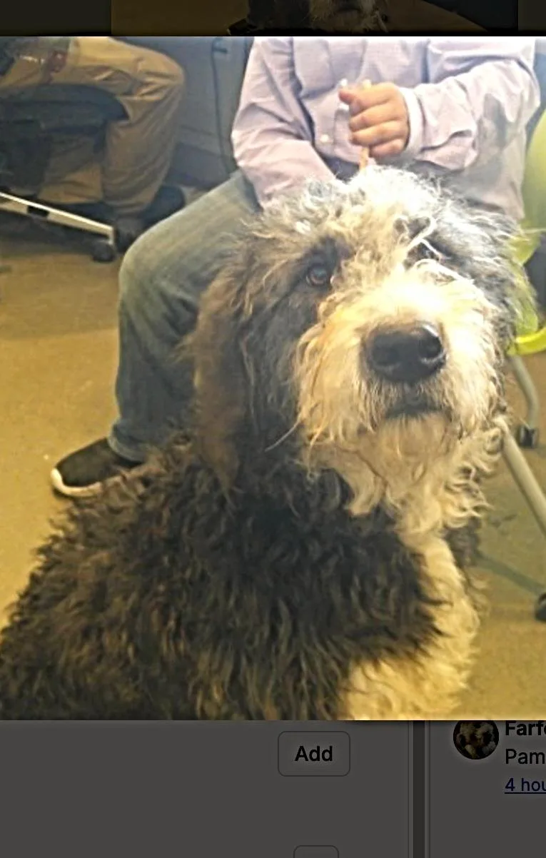 A young medium-sized male White / Cream Sheepadoodle dog named Kazoo for adoption in Boulder, CO