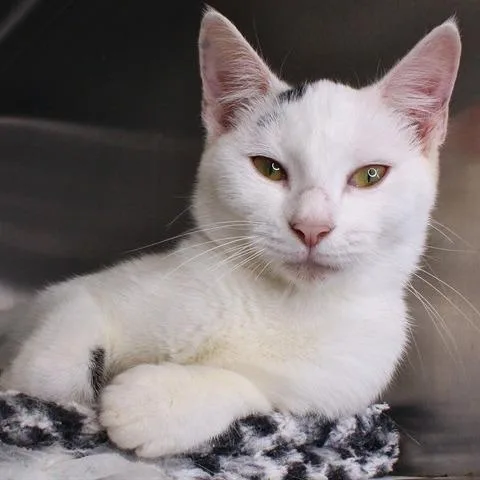 A young small-sized female White Domestic Short Hair cat named Zendaya for adoption in Hopkinton, MA