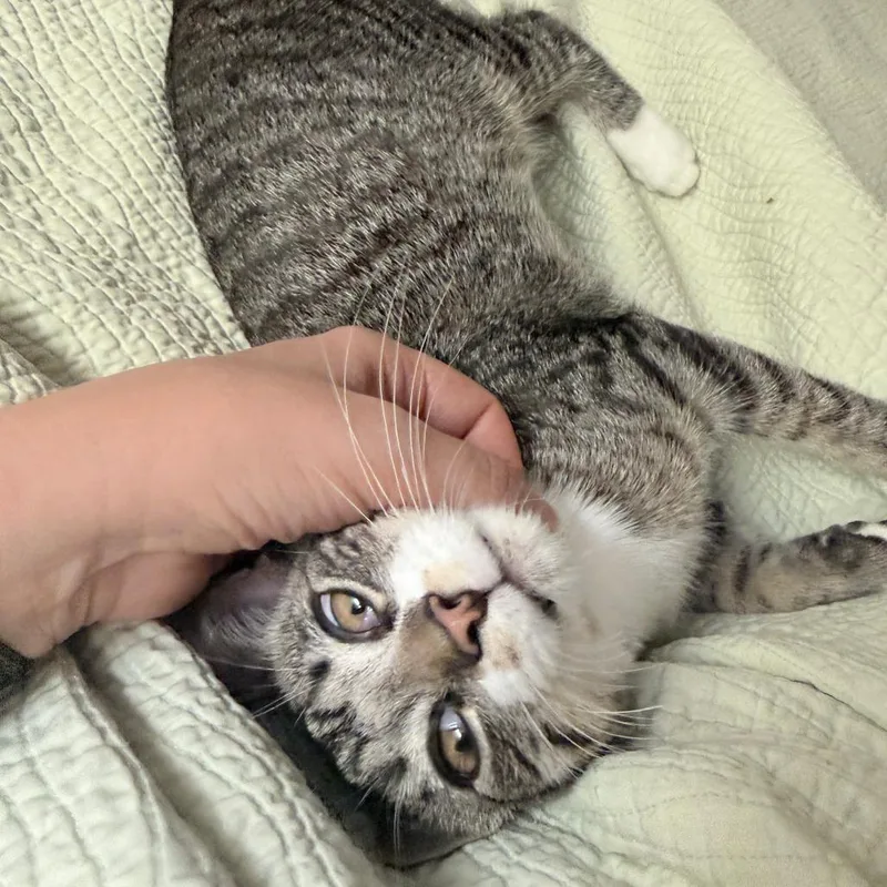 A baby medium-sized male Brown / Chocolate Domestic Short Hair cat named Toasty for adoption in Middleton, WI