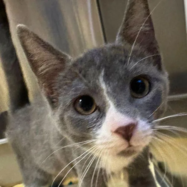 A baby small-sized female Domestic Short Hair cat named Spiny Dogfish for adoption in Walnut Creek, CA