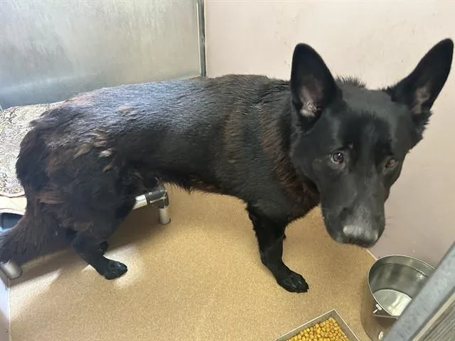 An adult large-sized male German Shepherd Dog dog named Eclipse for adoption in Martinez, CA