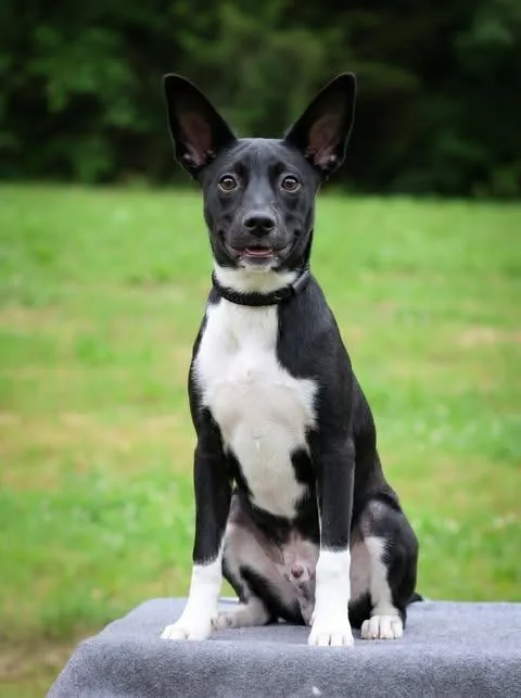 A baby medium-sized male Mixed Breed dog named Harvester for adoption in Columbia, TN