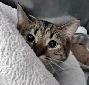 An adult medium-sized female Domestic Short Hair cat named Zendaya for adoption in Fishers, IN