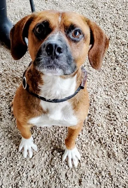 An adult small-sized male Mixed Breed dog named Bocephus for adoption in Port Saint Joe, FL