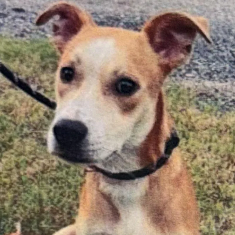 A young medium-sized male Carolina Dog dog named Jim Dandy for adoption in Wilmington, DE