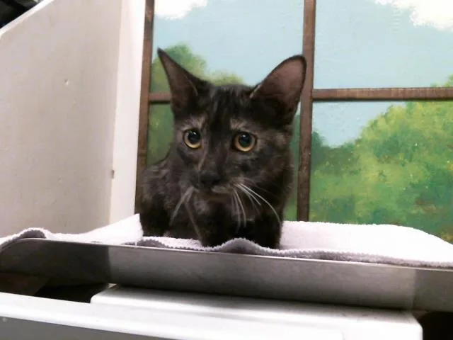 A baby small-sized female Domestic Short Hair cat named Nova for adoption in Houston, TX