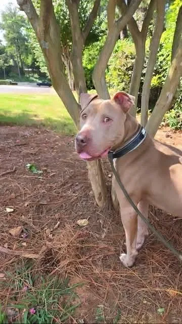 An adult large-sized male Boxer dog named Holden for adoption in Roswell, GA