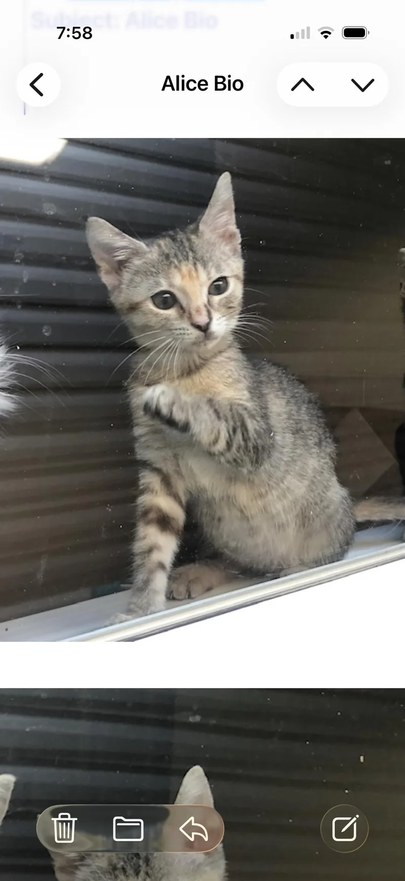 An adult medium-sized female Dilute Calico American Shorthair cat named Alice for adoption in Marvin, NC