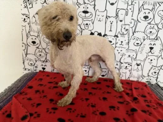 An adult medium-sized male Poodle dog named Jack for adoption in San Pedro, CA