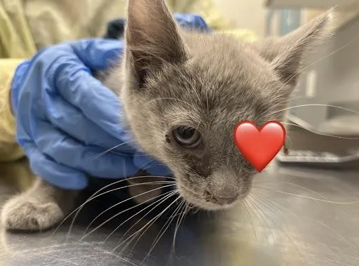 A baby small-sized male Domestic Short Hair cat named Peanut for adoption in Las Vegas, NV