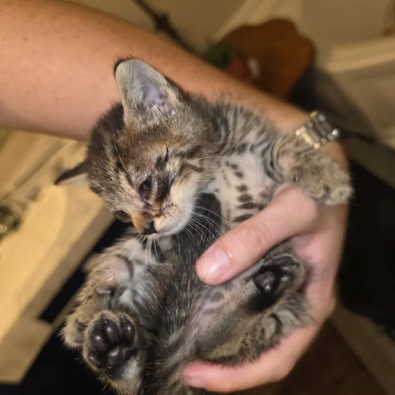 A baby small-sized male Gray / Blue / Silver Domestic Short Hair cat named Ranger for adoption in Okmulgee, OK