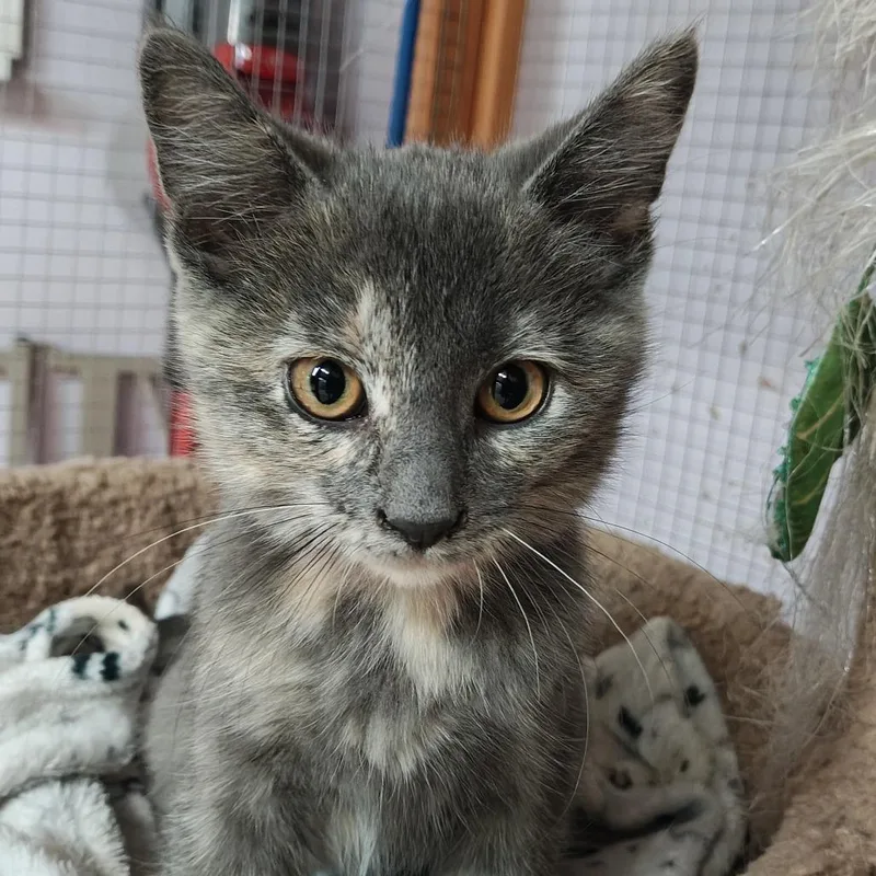 A baby small-sized female Black Domestic Short Hair cat named Lilac for adoption in Madison, WI