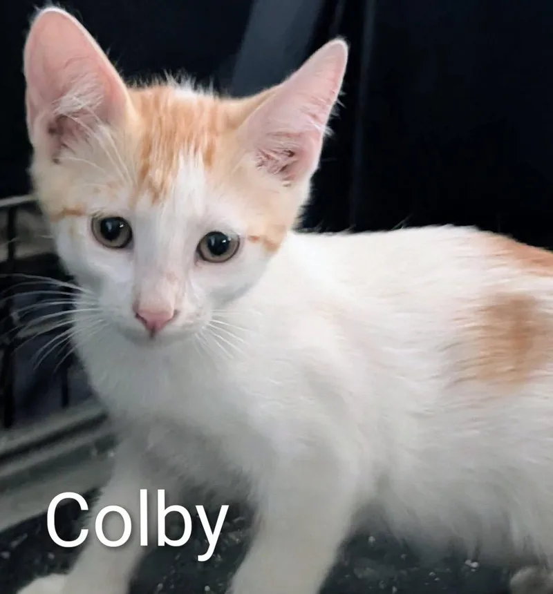 Colby