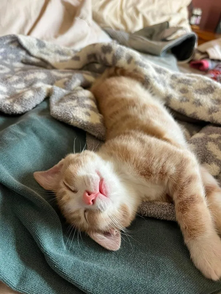 A baby small-sized male Orange & White Domestic Short Hair cat named Rembrandt for adoption in Homer Glen, IL